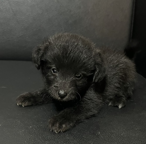 MIX・雑種 犬の販売・譲渡 13918 10/19までに見学、お迎えの場合♪
