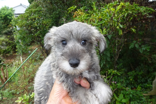 MIX・雑種 犬の販売・譲渡 13920 ビションとミニチュアシュナウザーのミックスです