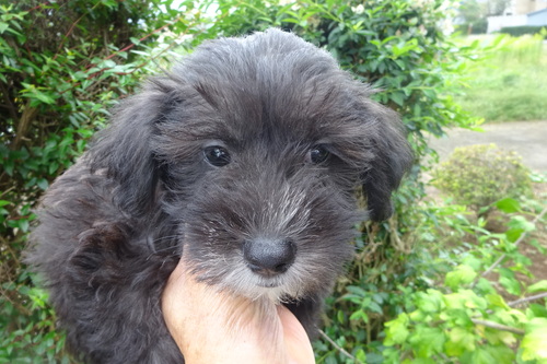 MIX・雑種 犬の販売・譲渡 13926 ビションとミニチュアシュナウザーのミックスです