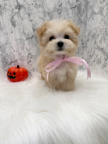 MIX・雑種 犬の販売・譲渡 13931 かわいいマルプーちゃん。お迎え総額。