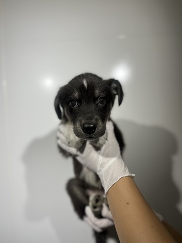MIX・雑種 犬の販売・譲渡 13934 ゴベリアン4034