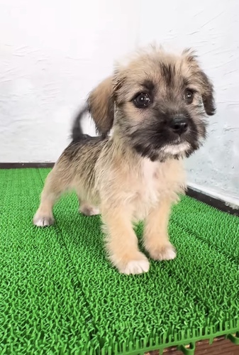 MIX・雑種 犬の販売・譲渡 13936 シュナコーギー(妹ちゃん)