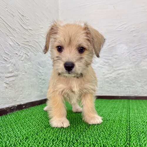 MIX・雑種 犬の販売・譲渡 13937 シュナコーギー(兄くん)