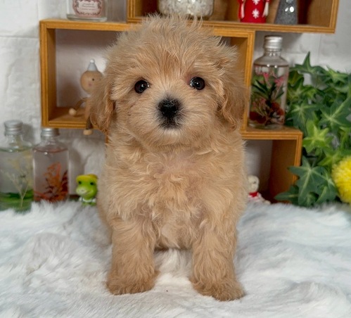 MIX・雑種 犬の販売・譲渡 13942 小さめ 可愛いお顔の ちわぷー
