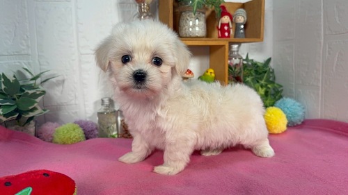MIX・雑種 犬の販売・譲渡 13943 マルックス