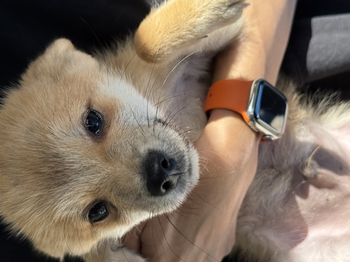 MIX・雑種 犬の販売・譲渡 13946 極小ポメ柴