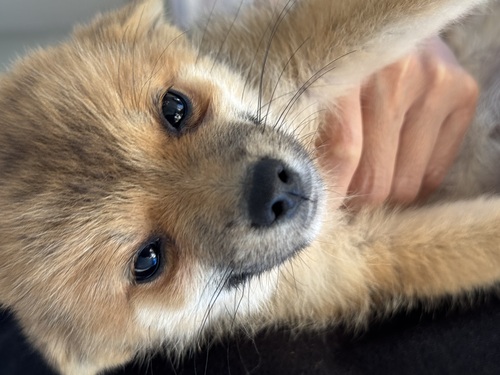 MIX・雑種 犬の販売・譲渡 13947 極小ポメ柴