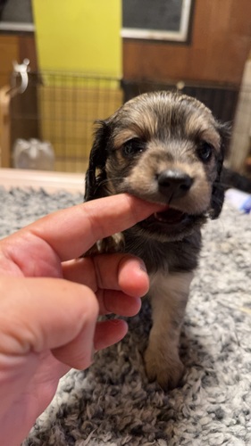MIX・雑種 犬の販売・譲渡 13948 レアカラー チワックス 産まれました。
