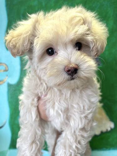 MIX・雑種 犬の販売・譲渡 13950 マルプー男の子クリーム