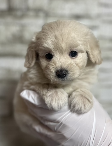 MIX・雑種 犬の販売・譲渡 13951 ポメプー 男の子 クリーム