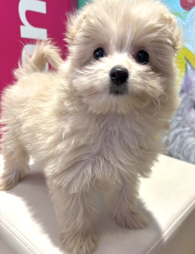 MIXEG  ̔̔En 13952 |v[@̎q@N[