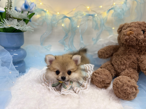 MIX・雑種 犬の販売・譲渡 13954 ポメチワ オス2 メス1