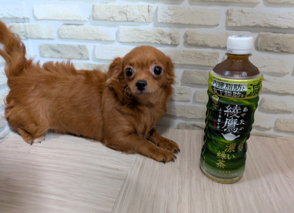 MIX・雑種 犬の販売・譲渡 13955 ミックス犬(チワプー)