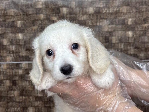 MIX・雑種 犬の販売・譲渡 13956 【特典あり】温厚優しい!マイペースで鈍臭い..