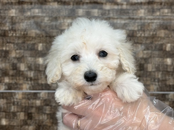 MIX・雑種 犬の販売・譲渡 13957 【特典あり】好き好き!が止まらない。甘えん坊さ