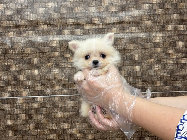 MIX・雑種 犬の販売・譲渡 13958 【特典あり】小さい体で元気いっぱい!