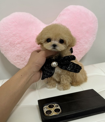 MIX・雑種 犬の販売・譲渡 13960 極小マイクロマルプー