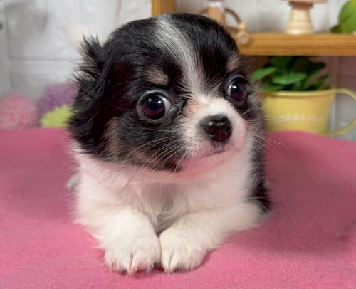 MIX・雑種 犬の販売・譲渡 13963 ペキチワ