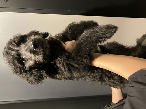 MIX・雑種 犬の販売・譲渡 13967 ブラックシルバーの綺麗なゴールデンドュードュル