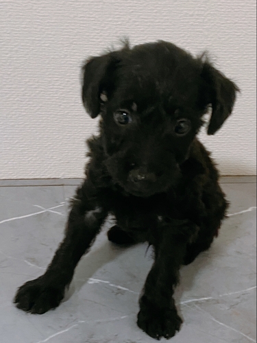 MIX・雑種 犬の販売・譲渡 13970 マルプー男の子