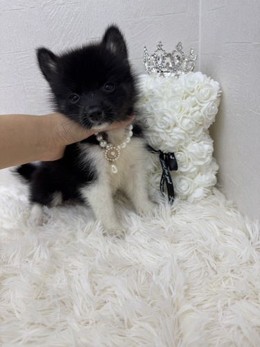 MIX・雑種 犬の販売・譲渡 13973 ポメラニアンとハスキーのハーフ