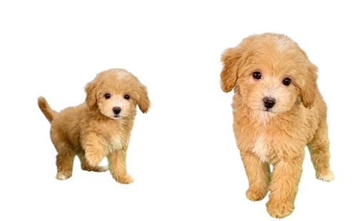 MIX・雑種 犬の販売・譲渡 13974 ビションプー