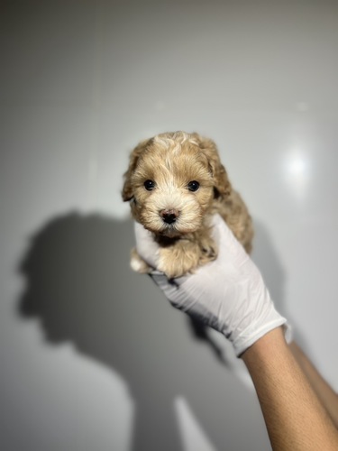 MIX・雑種 犬の販売・譲渡 13979 マルプー2897