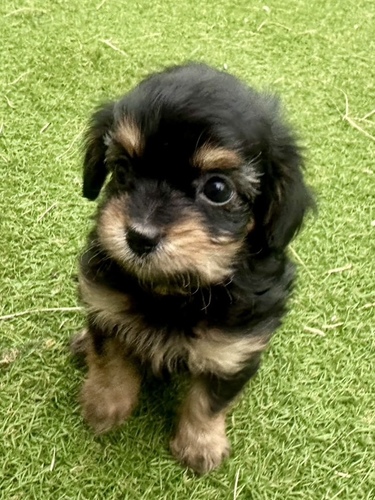 MIX・雑種 犬の販売・譲渡 13980 チワプーの女の子