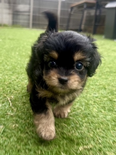 MIX・雑種 犬の販売・譲渡 13981 チワプーの女の子