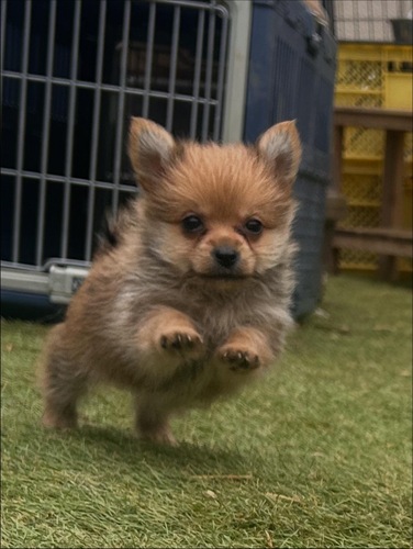 MIX・雑種 犬の販売・譲渡 13982 ポメラニアン×ヨークシャテリアの女の子