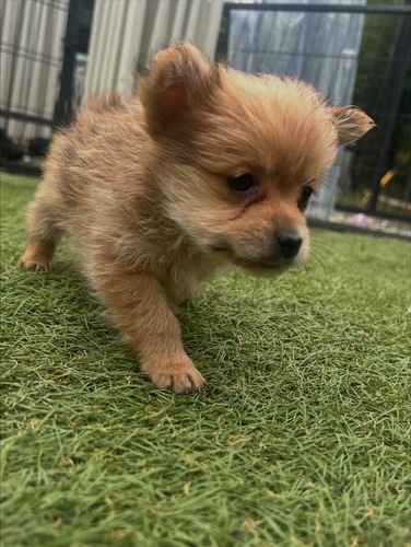 MIX・雑種 犬の販売・譲渡 13984 ポメラニアン×ヨークシャテリアの男の子