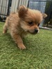 MIX・雑種 子犬 探す ポメラニアン×ヨーク... 13984
