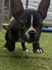 MIX・雑種 子犬 探す フレンチブルドッグ×... 13985