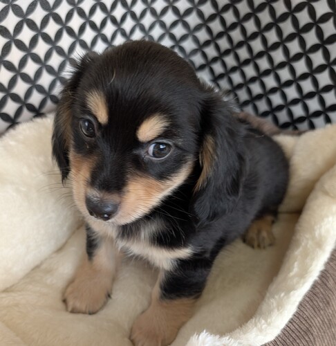 MIX・雑種 犬の販売・譲渡 13986 カニヘンダックスとチワワのハーフです。