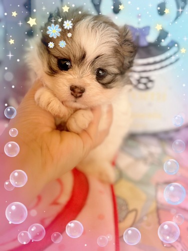 MIX・雑種 犬の販売・譲渡 13989 ポメマル☆パーティーカラーの女の子