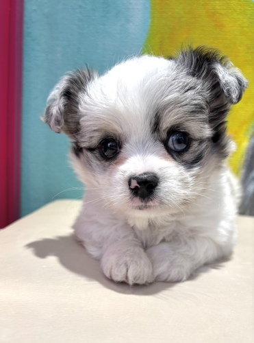 MIX・雑種 犬の販売・譲渡 13992 チワワ×ビションmix ブルーマール男の子