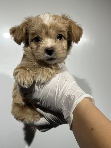 MIX・雑種 犬の販売・譲渡 13993 チワプー クリームホワイト