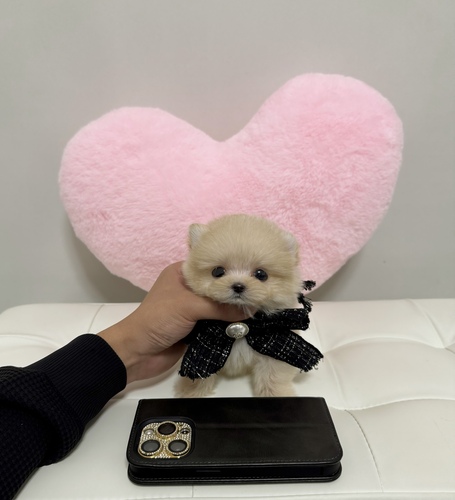 MIX・雑種 犬の販売・譲渡 13994 超極小ロイヤルポメプー♂