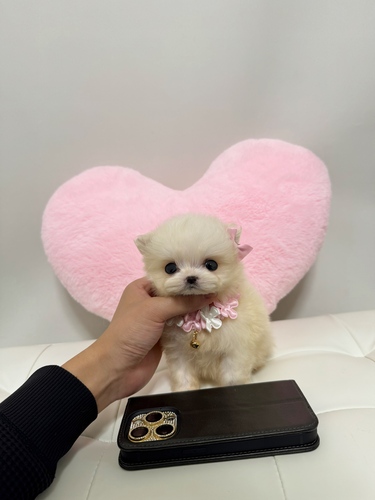 MIX・雑種 犬の販売・譲渡 13995 超極小ロイヤルポメプー♀