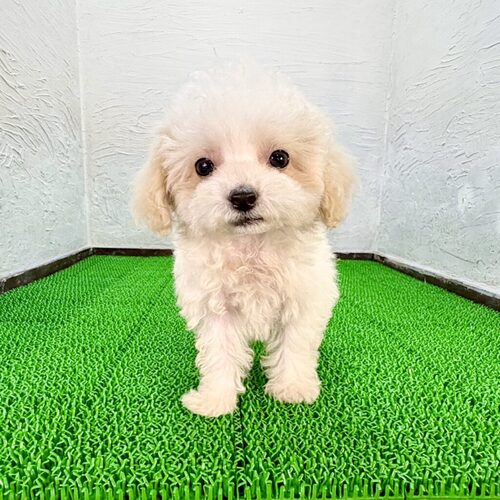 MIX・雑種 犬の販売・譲渡 13996 マルプー(湯豆腐くん)