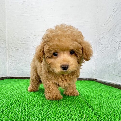 MIX・雑種 犬の販売・譲渡 13997 マルプー(おかゆ君)