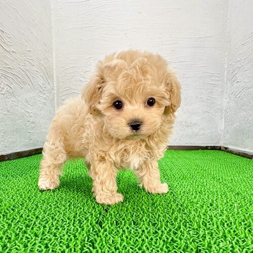 MIX・雑種 犬の販売・譲渡 13998 マルプー(シャンパンクリーム君)