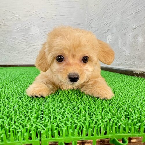 MIX・雑種 犬の販売・譲渡 13999 ポメプー(ドリアくん)