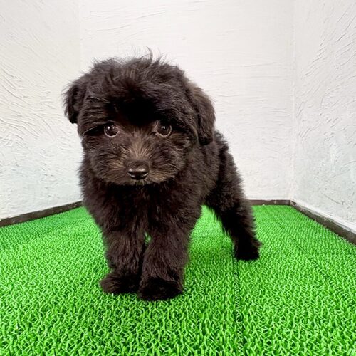 MIX・雑種 犬の販売・譲渡 14000 ポメプー(コンくん)