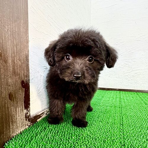 MIX・雑種 犬の販売・譲渡 14001 ポメプー(ミトくん)