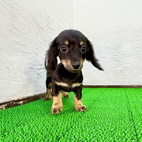 MIX・雑種 犬の販売・譲渡 14002 チワックス(チワクスクスくん)