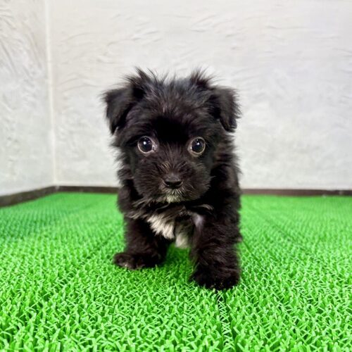 MIX・雑種 犬の販売・譲渡 14003 マルキー(マルキーくん)