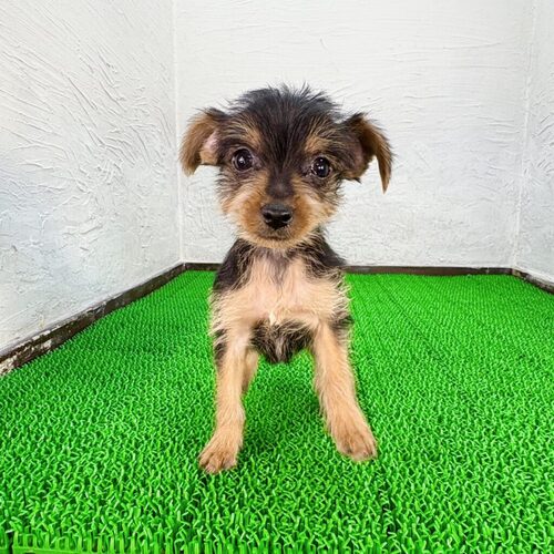 MIX・雑種 犬の販売・譲渡 14004 プードル×ミニピン(ピンプーちゃん)