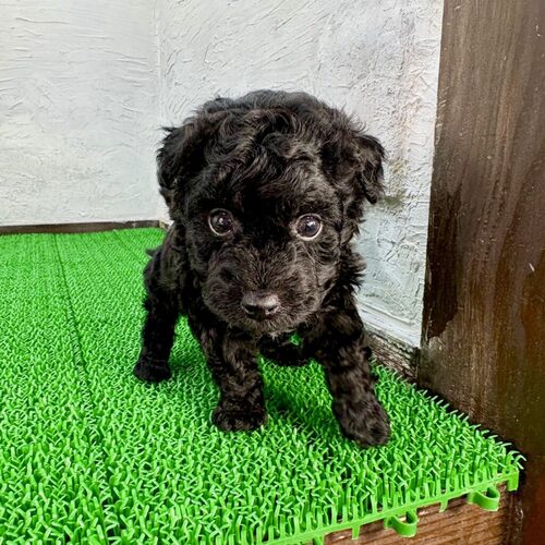 MIX・雑種 犬の販売・譲渡 14005 マルプー(クロ助くん)