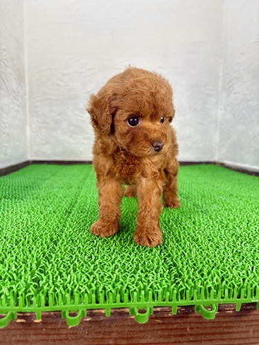 MIX・雑種 犬の販売・譲渡 14006 キャバリア×プードル(キャバプー)